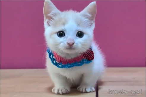 成約済の東京都のマンチカン(短足)-104748の4枚目